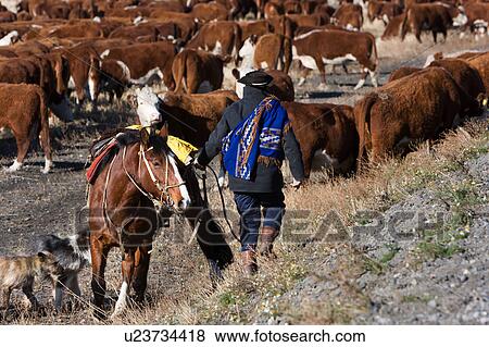 Gaucho with dogs and horse, herdng cattle near Chile-Argentinian border, Southern Chile, Patagonia View Large Photo Image Stock Photo - Gaucho with dogs and horse, herdng cattle near Chile-Argentinian border, Southern Chile, Patagonia. Fotosearch