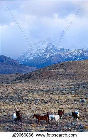 Herd of horses grazing near Mount Fitzroy in early morning light, El Chalten, Argentina, Patagonia View Large Photo Image Stock Photograph - Herd of horses grazing near Mount Fitzroy in early morning light, El Chalten, Argentina, Patagonia. Fotosearch