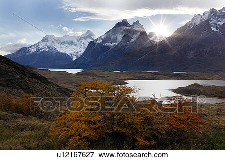Stock Photo - Lago Nordenskjold, with Cerro Paine Grande, Los Cuernos, Towers, Torres del Paine in afternoon sunshine, with sun star, beech trees in full autumn colours in foreground, Southern Chile, Patagonia. Fotosearch
