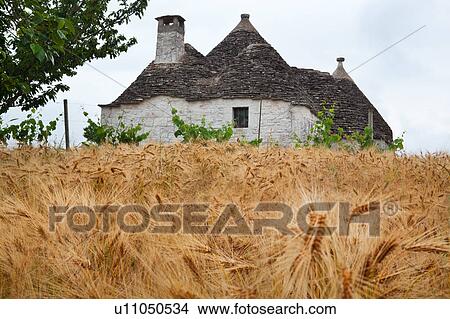 Large trullo: traditional house of uncemented stones, with multiple conical roofs, yellow wheat field in foreground, calm spring afternoon, Locorotondo, Puglia, Southern Italy View Large Photo Image Picture - Large trullo: traditional house of uncemented stones, with multiple conical roofs, yellow wheat field in foreground, calm spring afternoon, Locorotondo, Puglia, Southern Italy. Fotosearch