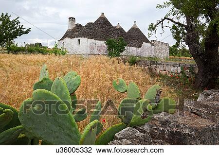 Large trullo: traditional house of uncemented stones, with multiple conical roofs, wild poppies in yellow wheat field with large cactus in foreground, calm spring afternoon, Locorotondo, Puglia, Southern Italy View Large Photo Image Stock Image - Large trullo: traditional house of uncemented stones, with multiple conical roofs, wild poppies in yellow wheat field with large cactus in foreground, calm spring afternoon, Locorotondo, Puglia, Southern Italy. Fotosearch