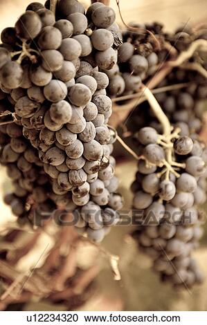 Stock Image - Monochrome close up view of bunches of grapes hanging on vine, "antique " faded image, Italy. Fotosearch