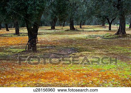 Olive grove: rows of trees with orange -brown carpet of moss saturated with colour on overcast spring day, Salento, Puglia, Southern Italy View Large Photo Image Stock Image - Olive grove: rows of trees with orange -brown carpet of moss saturated with colour on overcast spring day, Salento, Puglia, Southern Italy. Fotosearch