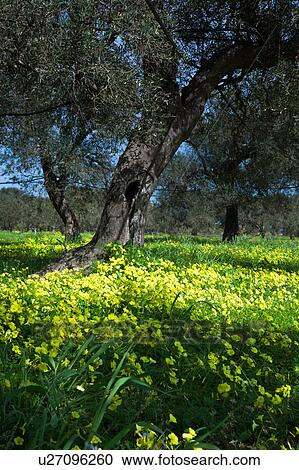 Stock Image - Olive grove with carpet of yellow spring flowers, detail of tree and grove beyond, sunny spring morning, Salento, Puglia, Southern Italy. Fotosearch
