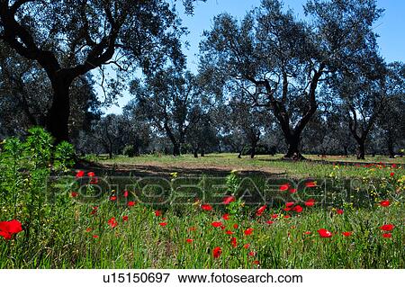 Stock Photo - Olive grove with wild red poppies, sunny spring morning with blue sky, Salento, Puglia, Southern Italy. Fotosearch
