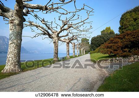 Stock Photo - Ornamental gardens of Villa Melzi with path along lake shore, flanked by trees and bushes with autumn foliage on sunlit afternoon, Lake Como, Northern Italy. Fotosearch
