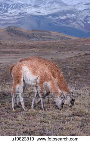 Stock Photo - Pair of Guanaco grazing on scrub grass, Torres del Paine, Southern Chile, Patagonia. Fotosearch