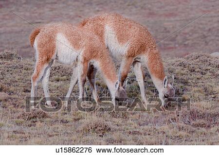 Stock Photograph - Pair of Guanaco grazing on scrub grass, Torres del Paine, Southern Chile, Patagonia. Fotosearch