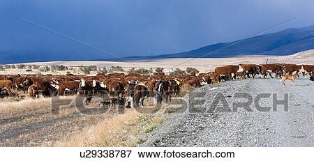 Stock Photo - Panorama view of Gauchos herdng cattle across gravel road near Chile-Argentinian border, Southern Chile, Patagonia. Fotosearch