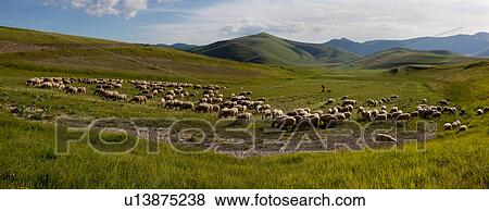 Stock Photo - Panorama view of herd of sheep with shepherd in Piano Grande meadow, surrounded by mountains, late afternoon spring sunshine and blue sky, Umbria, Italy. Fotosearch