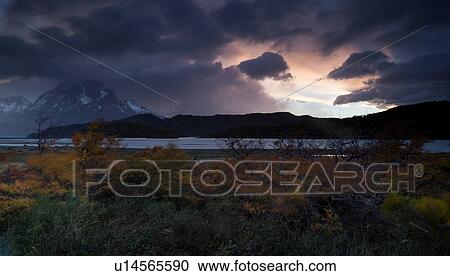 Panorama view of Lago Grey at sunrise, with dramatic pink and grey sky lighting beech trees, with snow and ice covered mountains across lake, Torres del Paine, Southerm Chile, Patagonia View Large Photo Image Stock Image - Panorama view of Lago Grey at sunrise, with dramatic pink and grey sky lighting beech trees, with snow and ice covered mountains across lake, Torres del Paine, Southerm Chile, Patagonia. Fotosearch
