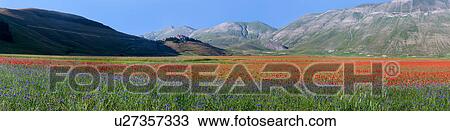 Stock Image - Panorama view of mountain meadow of Piano Grande on sunny springtime afternoon, with fields of flowering red poppies, hilltop town of Castellucio and surrounding mountains beyond, clear blue sky, Umbria. Italy. Fotosearch
