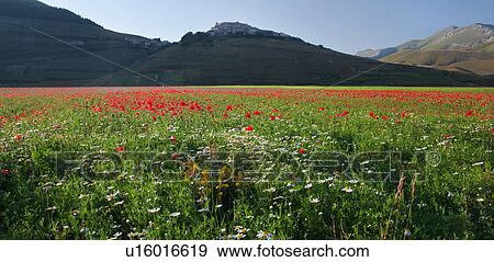Stock Photo - Panorama view of mountain meadow of Piano Grande on sunny springtime afternoon, with fields of flowering red poppies and yellow lentils, hilltop town of Castellucio and surrounding mountains beyond, clear blue sky, Umbria. Italy. Fotosearch