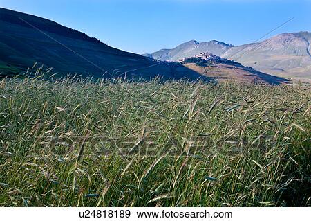 Stock Photo - Panorama view of mountain meadow of Piano Grande on sunny springtime afternoon, with fields of wheat, hilltop town of Castellucio and surrounding mountains beyond, clear blue sky, Umbria. Italy. Fotosearch
