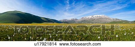 Panorama view of Piano Grande, with wild flowers in meadow, and snow-capped mountains with hilltop town of Castelluccio in background, sunny spring afternoon, Umbria, Italy View Large Photo Image Picture - Panorama view of Piano Grande, with wild flowers in meadow, and snow-capped mountains with hilltop town of Castelluccio in background, sunny spring afternoon, Umbria, Italy. Fotosearch