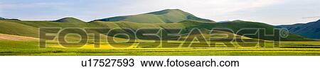 Stock Image - Panorama view of yellow flowering lentils in Piano Grande meadow, surrounded by mountains, late afternoon spring sunshine and blue sky, Umbria, Italy. Fotosearch