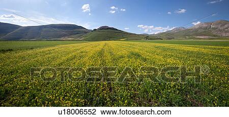 Panorama view of yellow flowering lentils in Piano Grande meadow, surrounded by mountains, late afternoon spring sunshine and blue sky, Umbria, Italy View Large Photo Image Stock Image - Panorama view of yellow flowering lentils in Piano Grande meadow, surrounded by mountains, late afternoon spring sunshine and blue sky, Umbria, Italy. Fotosearch