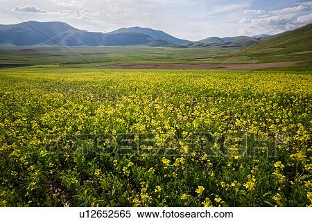 Stock Photography - Panorama view of yellow flowering lentils in Piano Grande meadow, surrounded by mountains, late afternoon spring sunshine and blue sky, Umbria, Italy. Fotosearch