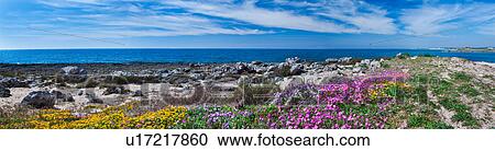 Stock Image - Panorama view of yellow, pink, and purple wild flowers on rocky beach, rolling waves, clear blue sea and blue sky, sunny spring morning, Salento, Puglia, Southern Italy. Fotosearch