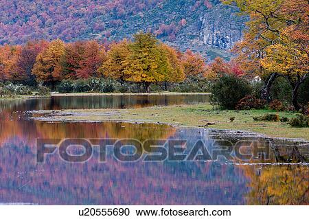 Stock Image - Rio (River) Serrano, early morning, autumn colours of lenga (beech) trees reflected in water, and hills beyond covered with trees in full fall colour, Torres del Paine, Southern Chile, Patagonia. Fotosearch