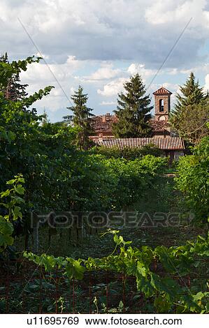 Stock Photo - Rows of grape vines, sunny afternoon in autumn, with medieval village buildings, and church belltower, beyond, Doglio, Umbria, Italy. Fotosearch
