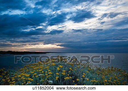 Sandy beach and rocky coastline of shore near Brindisi, with yellow wild flowers in foreground, calm sea, and stormy skyscape at sunset, Puglia, Southern Italy View Large Photo Image Picture - Sandy beach and rocky coastline of shore near Brindisi, with yellow wild flowers in foreground, calm sea, and stormy skyscape at sunset, Puglia, Southern Italy. Fotosearch