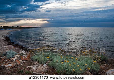 Stock Image - Sandy beach and rocky coastline of shore near Brindisi, with yellow wild flowers in foreground, calm sea, and stormy skyscape at sunset, Puglia, Southern Italy. Fotosearch