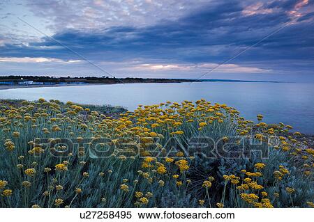 Sandy beach and rocky coastline of shore near Brindisi, with yellow wild flowers in foreground, calm sea, and stormy skyscape at sunset, Puglia, Southern Italy View Large Photo Image Stock Photography - Sandy beach and rocky coastline of shore near Brindisi, with yellow wild flowers in foreground, calm sea, and stormy skyscape at sunset, Puglia, Southern Italy. Fotosearch