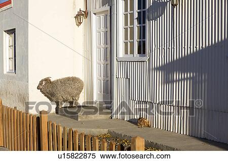 Stock Photography - Sheep huddling in wind at front door of estancia (ranch), with white wooden siding, Argentina, Patagonia. Fotosearch