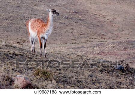 Single Guanaco on scrub grass, Torres del Paine, Southern Chile, Patagonia View Large Photo Image Stock Photo - Single Guanaco on scrub grass, Torres del Paine, Southern Chile, Patagonia. Fotosearch