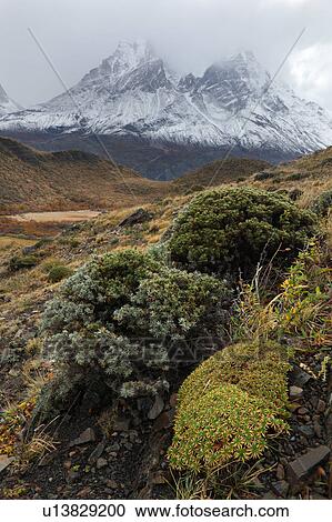 Stock Image - Snow covered mountains Los Cuernos, view with autumn colours of trees and calafate shrubs, near Lake Nordenskjold, Torres del Paine, Southern Chile, Patagonia. Fotosearch