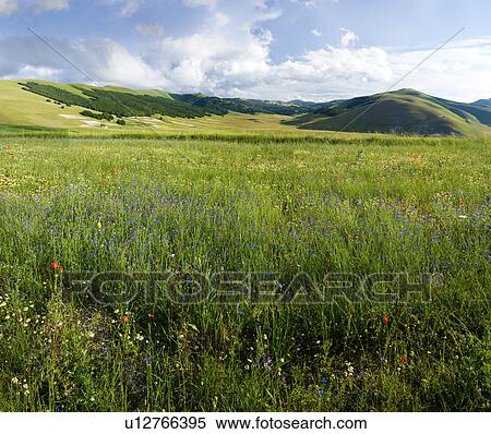 Stock Photography - Stitched image of Piano Grande Umbria, with Bachelor button blue flowers in foreground, with red poppies, blue sky and puffy white clouds, early summer. Fotosearch
