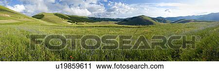 Stock Image - Stitched panorama of Piano Grande Umbria, with Bachelor button blue flowers in foreground, with red poppies, blue sky and puffy white clouds - and three hangliders, early summer,. Fotosearch