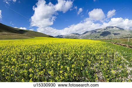 Stock Image - Stitched panorama of yellow lentil fields in full flower, Piano Grande Umbria, with town of Casteluccio in distance, blue sky and puffy white clouds, early summer. Fotosearch