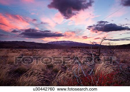 Stock Image - Sunrise with dramatic pink and grey cloudscape, scrub grass and bright red leaves of bush with autumn foliage, Torres del Paine, Southern Chile, Patagonia. Fotosearch