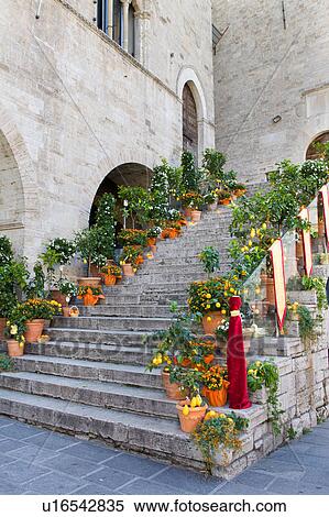 Terracotta vases of flowers and lemon trees, baskets of tomatoes arranged on the stone starcase of Palazzo del Popolo, Todi, Umbria, Italy View Large Photo Image Stock Photography - Terracotta vases of flowers and lemon trees, baskets of tomatoes arranged on the stone starcase of Palazzo del Popolo, Todi, Umbria, Italy. Fotosearch
