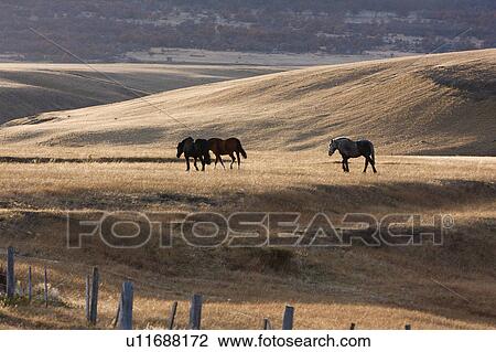 Stock Image - Three horses roaming in late afternoon sunshine on golden scrub grass in late autumn, Southern Chile, Patagonia. Fotosearch