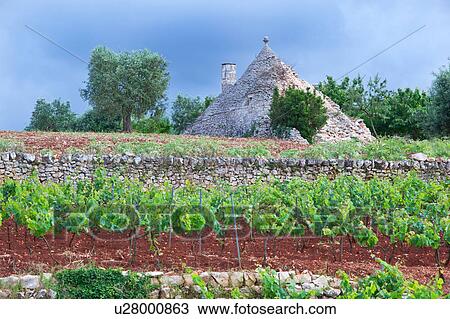 Trullo: traditional house of uncemented stones, with conical roof, stone wall beside vineyard with red ploughed soil in foreground, stormy sky, spring afternoon, Locorotondo, Puglia, Southern Italy View Large Photo Image Stock Image - Trullo: traditional house of uncemented stones, with conical roof, stone wall beside vineyard with red ploughed soil in foreground, stormy sky, spring afternoon, Locorotondo, Puglia, Southern Italy. Fotosearch