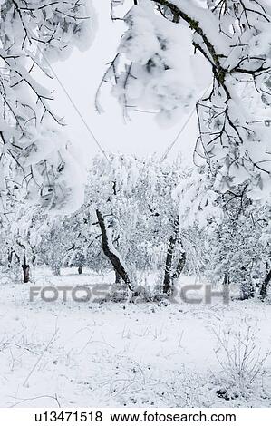 Umbrian olive groves in mid-winter, trees laden with snow on stormy afternoon, Italy View Large Photo Image Stock Photo - Umbrian olive groves in mid-winter, trees laden with snow on stormy afternoon, Italy. Fotosearch