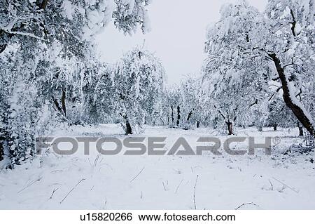Umbrian olive groves in mid-winter, trees laden with snow on stormy afternoon, Italy View Large Photo Image Stock Photograph - Umbrian olive groves in mid-winter, trees laden with snow on stormy afternoon, Italy. Fotosearch