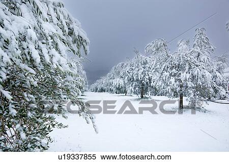 Umbrian olive groves in mid-winter, trees laden with snow on stormy afternoon, with stormy grey sky beyond, Italy View Large Photo Image Stock Photography - Umbrian olive groves in mid-winter, trees laden with snow on stormy afternoon, with stormy grey sky beyond, Italy. Fotosearch