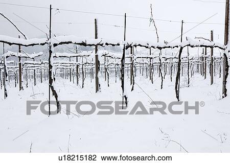Stock Image - Umbrian vineyards in mid-winter, vines laden with snow on stormy afternoon, Italy. Fotosearch