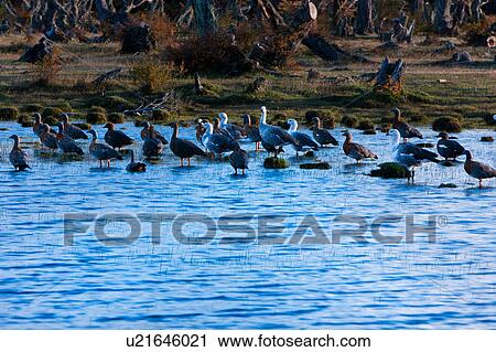Stock Image - Upland geese wading in Rio Serrano at sunrise, with beech tree trunks beyond, Torres del Paine, Southern Chile, Patagonia. Fotosearch
