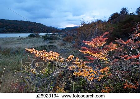 View of Lago Grey at sunrise, with dramatic blue and grey sky lighting beech trees in full autumn colour, with hills across lake, Torres del Paine, Southerm Chile, Patagonia View Large Photo Image Picture - View of Lago Grey at sunrise, with dramatic blue and grey sky lighting beech trees in full autumn colour, with hills across lake, Torres del Paine, Southerm Chile, Patagonia. Fotosearch