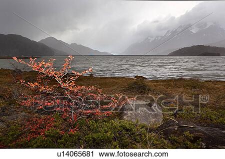 Stock Image - View of Lago Grey at sunrise, with beech trees in full autumn colour in foreground, snow covered mountains in fog, and glacier across lake, Torres del Paine, Southerm Chile, Patagonia. Fotosearch