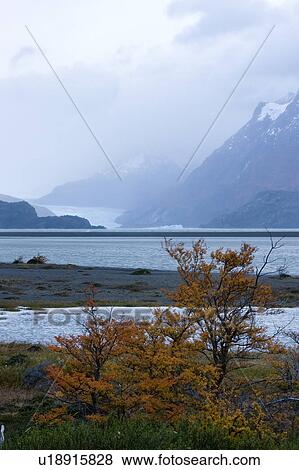 Stock Photo - View of Lago Grey at sunrise, with beech trees in full autumn colour in foreground, snow covered mountains in fog, and glacier across lake, Torres del Paine, Southerm Chile, Patagonia. Fotosearch