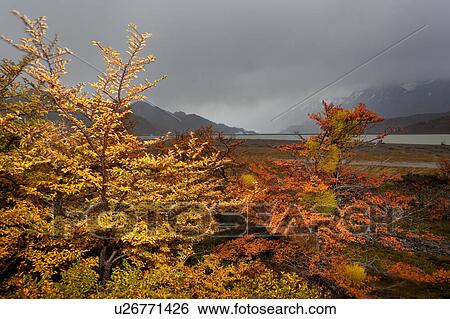 Stock Photograph - View of Lago Grey at sunrise, with beech trees in full autumn colour in foreground, snow covered mountains in fog, and glacier across lake, Torres del Paine, Southerm Chile, Patagonia. Fotosearch