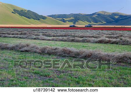 View of mountain meadow of Piano Grande on sunny springtime afternoon, with rows of mown hay, fields of flowering red poppies and farming sheds, and surrounding mountains beyond, clear blue sky, Umbria. Italy View Large Photo Image Stock Image - View of mountain meadow of Piano Grande on sunny springtime afternoon, with rows of mown hay, fields of flowering red poppies and farming sheds, and surrounding mountains beyond, clear blue sky, Umbria. Italy. Fotosearch