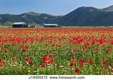 Stock Image - View of mountain meadow of Piano Grande on sunny springtime afternoon, with fields of flowering red poppies, farming sheds beyond, and surrounding mountains, clear blue sky, Umbria. Italy. Fotosearch