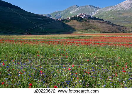 Stock Image - View of mountain meadow of Piano Grande on sunny springtime afternoon, with fields of flowering red poppies, hilltop town of Castellucio and surrounding mountains beyond, clear blue sky, Umbria. Italy. Fotosearch
